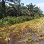 Pemkab Penajam Bergerak Cegah Alih Fungsi Lahan Persawahan Lewat Perda
