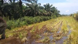 Pemkab Penajam Bergerak Cegah Alih Fungsi Lahan Persawahan Lewat Perda