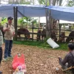 Realisasi Capai 576 Ekor, Program 1.000 Sapi Paser Ditarget Rampung 2029