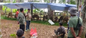 Realisasi Capai 576 Ekor, Program 1.000 Sapi Paser Ditarget Rampung 2029