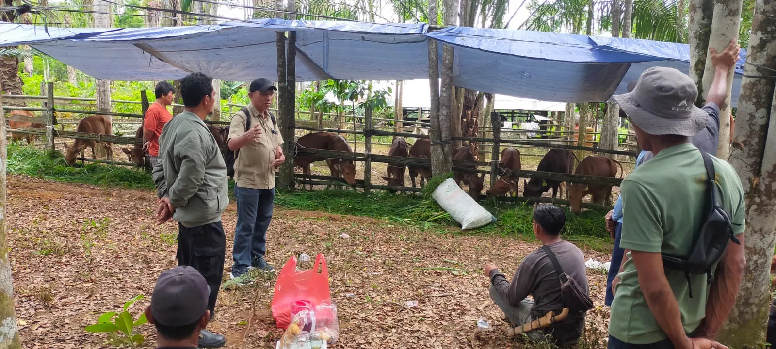 Realisasi Capai 576 Ekor, Program 1.000 Sapi Paser Ditarget Rampung 2029