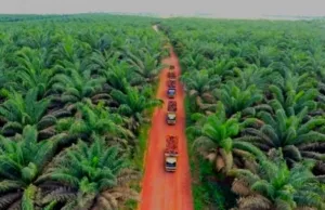 DPRD Kukar Perketat Pengawasan, Realisasi Plasma Sawit 20 Persen Jadi Sorotan