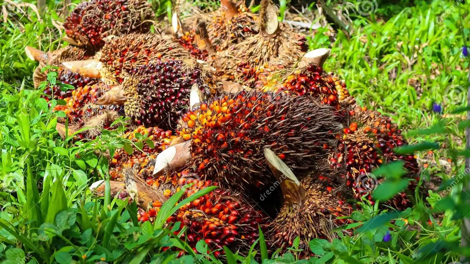 Harga TBS di Kaltim Menguat, Tanaman Usia 10 Tahun Tembus Rp3.252 per Kilogram