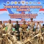 Jagung Babulu Dipanen Serentak, Sinergi Petani dan Aparat Didorong Jaga Ketahanan Pangan