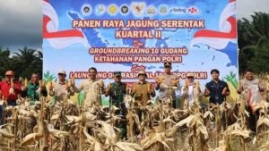 Jagung Babulu Dipanen Serentak, Sinergi Petani dan Aparat Didorong Jaga Ketahanan Pangan