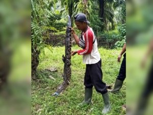 Dua Pencari Udang Diserang Buaya di Sungai Tebru, Alami Luka Gigitan